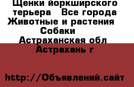 Щенки йоркширского терьера - Все города Животные и растения » Собаки   . Астраханская обл.,Астрахань г.